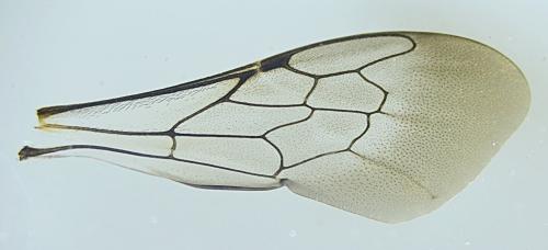Réf. 345 796 : Coelioxys afra